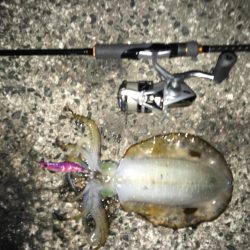 アオリイカ渋い